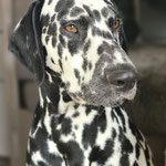 Omar Sharif vom Furlbach...22.08.2025