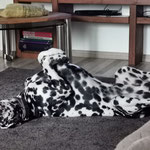 Omar Sharif vom Furlbach...