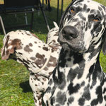 Omar Sharif vom Furlbach...22.08.2025