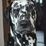 Omar Sharif vom Furlbach...30.07.2025