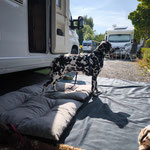 Omar Sharif vom Furlbach...01.06.2025