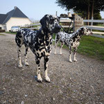 Omar Sharif vom Furlbach...23.04.2025