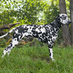 Omar Sharif vom Furlbach...22.08.2025