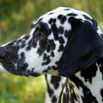 Omar Sharif vom Furlbach...07.09.2025