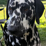 Omar Sharif vom Furlbach...22.08.2025