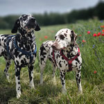 Omar Sharif vom Furlbach & Norma N`Jeane von Abasko...08.06.2025