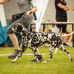 Omar Sharif vom Furlbach...02.07.2025