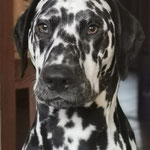 Omar Sharif vom Furlbach...30.07.2025