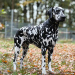 Omar Sharif vom Furlbach...30.10.2024