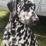 Omar Sharif vom Furlbach...22.08.2025