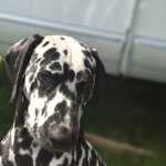 Omar Sharif vom Furlbach...22.08.2025