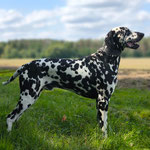 Omar Sharif vom Furlbach...22.08.2025