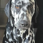 Omar Sharif vom Furlbach...22.08.2025