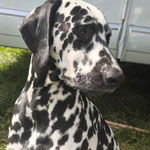 Omar Sharif vom Furlbach...22.08.2025