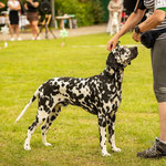 Omar Sharif vom Furlbach...02.07.2025