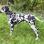 Omar Sharif vom Furlbach...22.08.2025