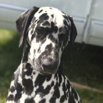 Omar Sharif vom Furlbach...22.08.2025