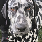 Omar Sharif vom Furlbach...22.08.2025