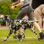 Omar Sharif vom Furlbach...02.07.2025