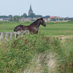 De Polder