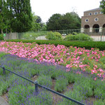 Rosen- Lavendel Beet