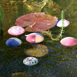 Wasserlinsen