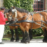 Ardennais horses at the national stud at Montier en Der
