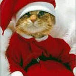 Ben quoi ? Qui vous dit que le Père Noël n'est pas un chaton tout mignon tout doux ?!