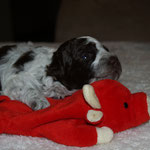 Aella 16 Tage alt