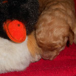 Aimee 7 Tage alt