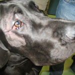Augenchirurgie Dogge: Entropiumoperation Karoauge