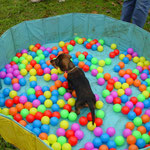 Welpenspielplatz