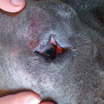 Augenchirurgie Dogge: Entropiumoperation Karoauge