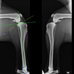 TPLO Tibiaplateauosteotomie