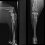 TPLO Tibiaplateauosteotomie