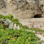 Iguanas am Strand von Xcacel