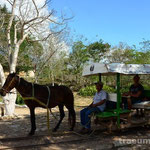 Im Waegelchen zu den Cenotes von Cuzama