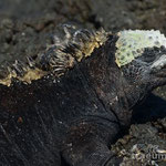 Marineinguana, Cerro Bruto (Isla San Christobal)