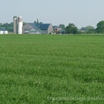 Landwirtschaft in Ontario (Mennoniten)