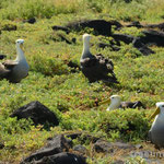 Albatrosse (Isla Espanola)