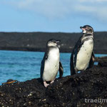 Galapagos Pinguine (Isla San Salvador)