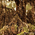 Millionen Monarchenfalter in den Baeumen, Sierra Chincua