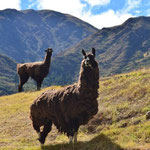 Lamas bei den Ruinen von Chavin de Huantar