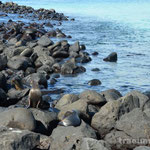 Seeloewen auf der Isla Lobos