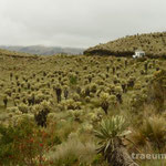 Paramo Vegetation im Reserva Ecologica El Angel