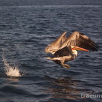 Pelikan, kurz vorm Abflug