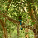 Ein praechtiger Türkisbrauenmotmot in Chichén Itzá 