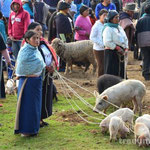Impressionen vom Tiermarkt in Otavalo