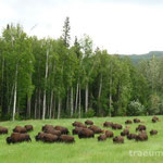 Waldbisonherde am Alaska Highway