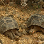 Riesenschildkroeten in der Charls Darwin Research Station (Isla Santa Cruz)